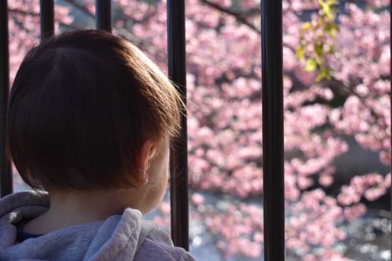 河津桜を見る赤ちゃん