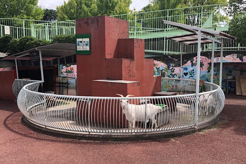 甲府市遊亀公園付属動物園の白ヤギ