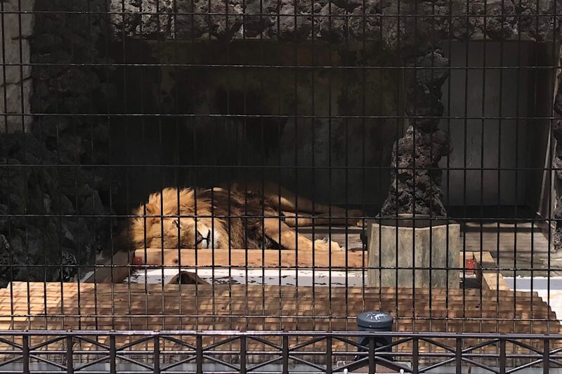 甲府市遊亀公園付属動物園のオスライオン