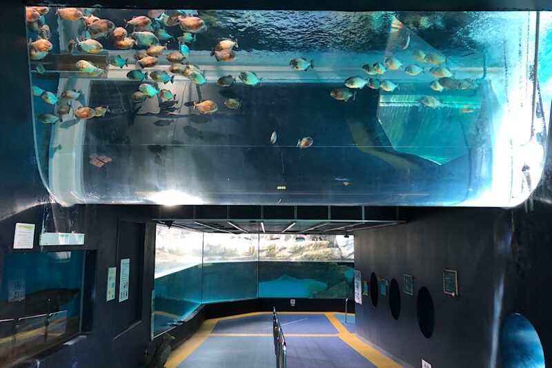 「箱根園水族館」はレトロでのんびり楽しめる