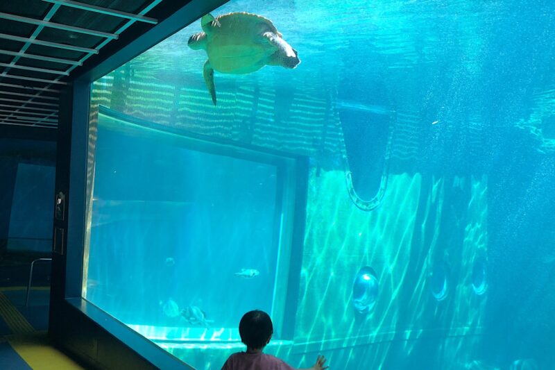 「箱根園水族館」はレトロでのんびり楽しめる