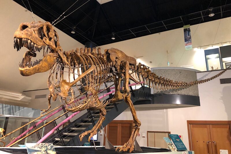 タルボサウルスの骨格標本　神流町恐竜センター