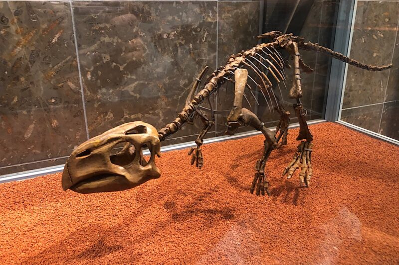 プシッタコサウルス　神流町恐竜センター