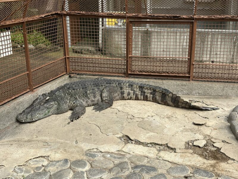 熱川バナナワニ園と、周辺観光。子連れの所要時間や割引クーポンなど