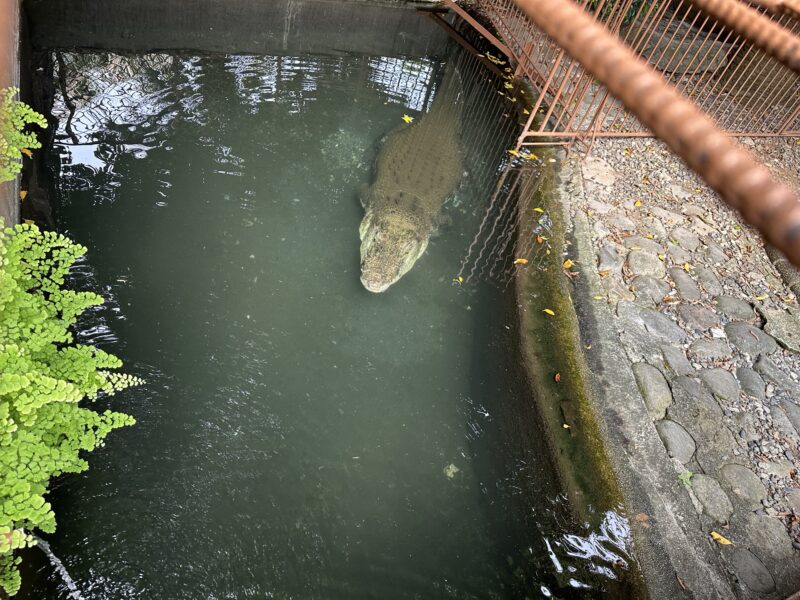 熱川バナナワニ園と、周辺観光。子連れの所要時間や割引クーポンなど