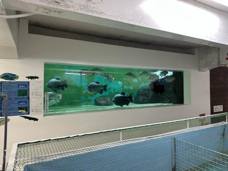 熱川バナナワニ園と、周辺観光。子連れの所要時間や割引クーポンなど