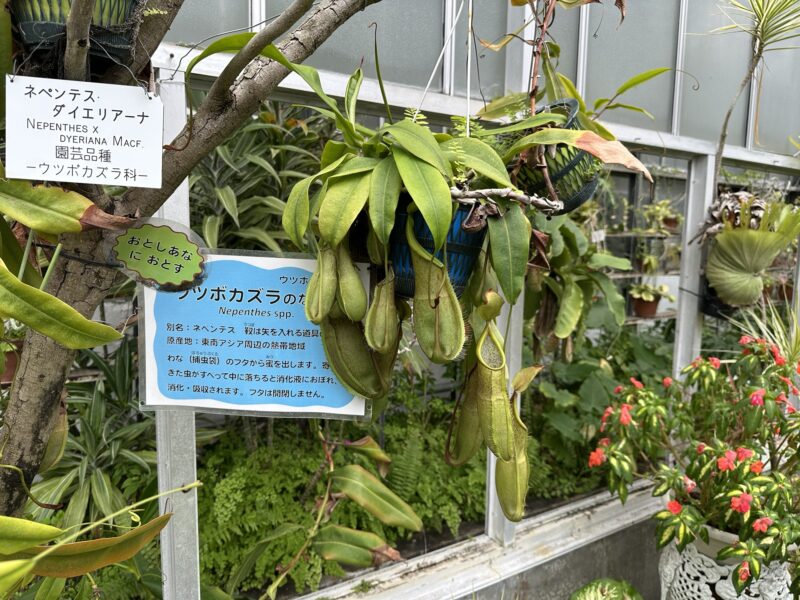熱川バナナワニ園と、周辺観光。子連れの所要時間や割引クーポンなど