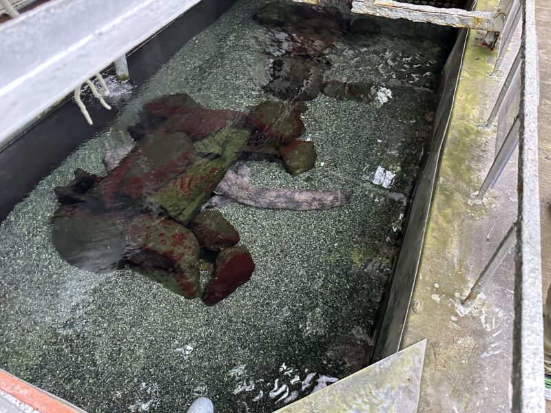 熱川バナナワニ園と、周辺観光。子連れの所要時間や割引クーポンなど