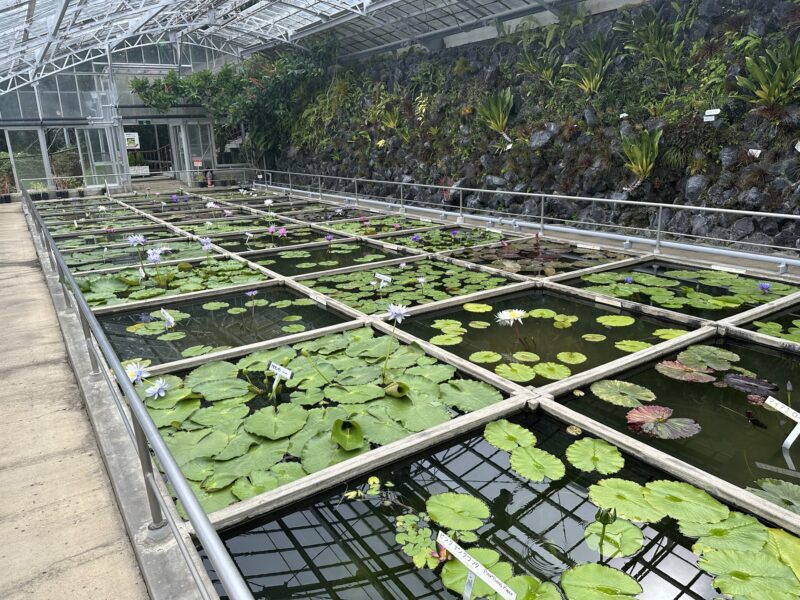 熱川バナナワニ園と、周辺観光。子連れの所要時間や割引クーポンなど