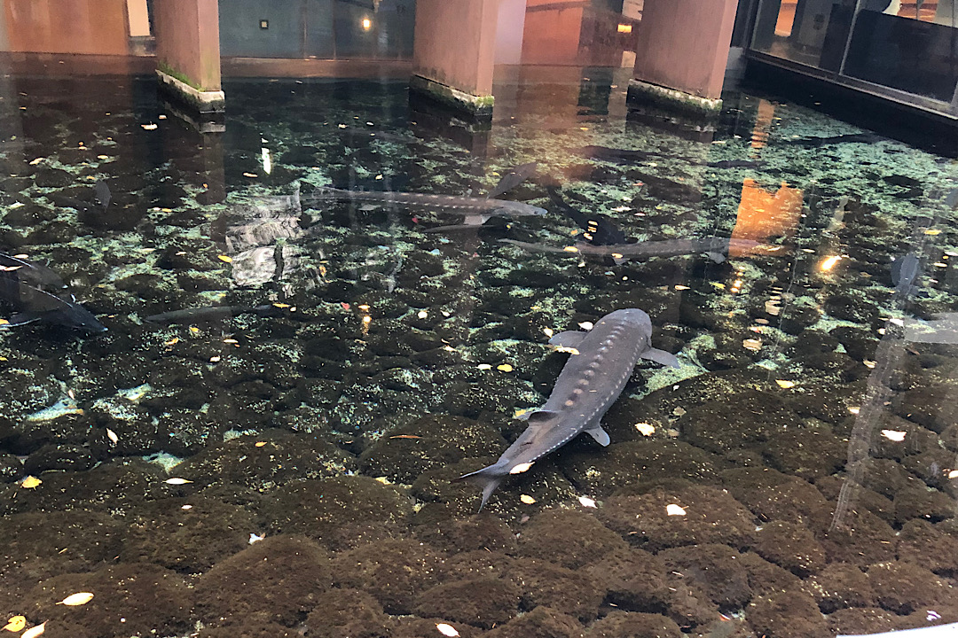 淡水魚専門！森の中の水族館。富士湧水の里水族館の見どころ、所要時間など