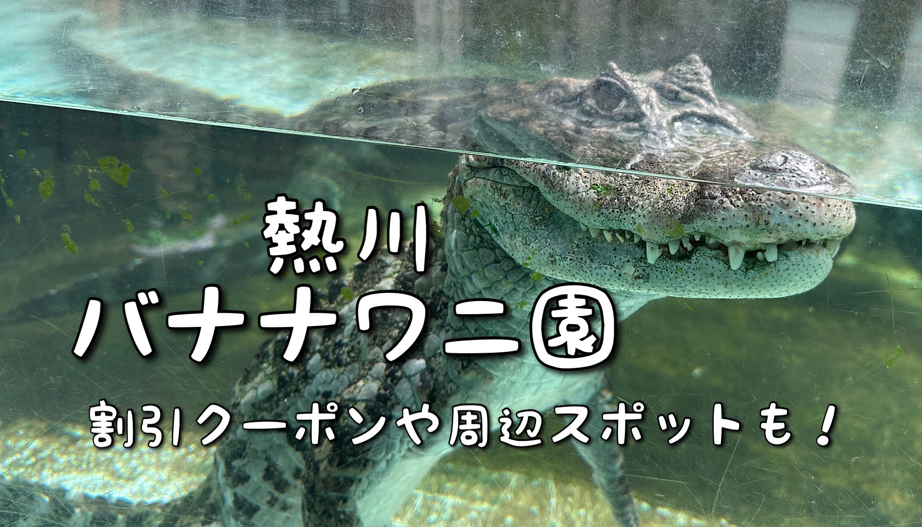 熱川バナナワニ園と、周辺観光。子連れの所要時間や割引クーポンなど